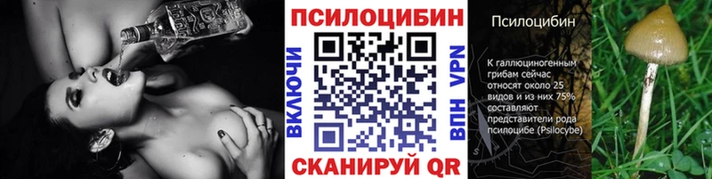 закладки  Глазов  Псилоцибиновые грибы Psilocybe 